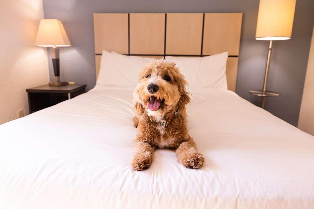 Sonesta Simply Suites Phoenix Tempe Rum bild